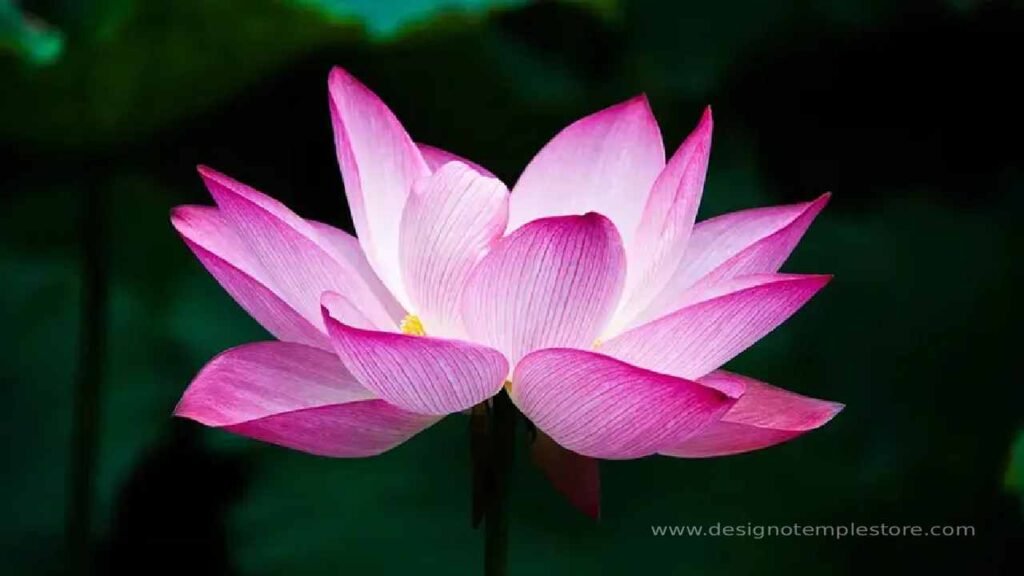 Lotus (कमल पद्म)- designotemplestore