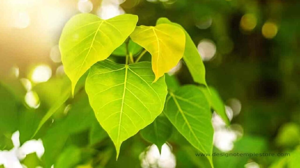 Peepal Leaf (पीपल का पत्ता)- designotemplestore